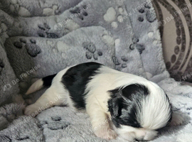 1 BEAUTIFUL FEMALE BLACK AND WHITE SHIH-TZU PUPPIES LEFT .