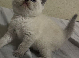 BSH kittens