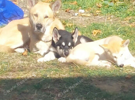 Beautiful white husky cross puppy