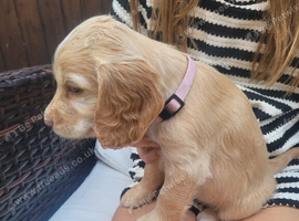 Gorgeous litter of golden cocker spaniel puppies