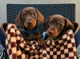 Miniature dachshund puppy&rsquo;s READY NOW!