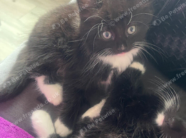Fluffy male kitten