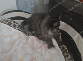 Purdoll female