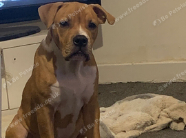 Tyson 5 month old