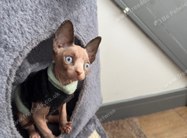 Beautiful Sphynx Boy️
