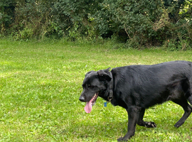 Loving male Shepherd cross