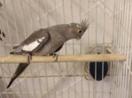 Female Normal Cockatiel