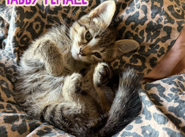 Long Haired and Short Haired Kittens Available Now