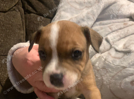 8 lovey puppies looking for there loveing homes