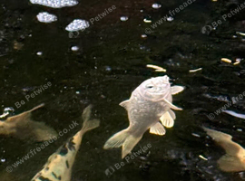 Ginrin Platinum Ogon