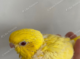 Price reduced tame baby Linnie