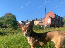 Daschund/chihuahua cross