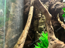 Bauers chameleon gecko trio