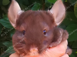 Lovely Baby Boy Chinchilla, 4 Month Old, TOV Tan/Velvet Pastel Looking for a New Home