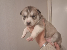 5 puppies for sale reduced price