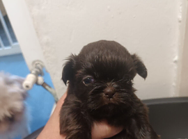 2 imperial shih tzu pups