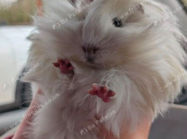 Peruvian guinea pigs bonded male pair