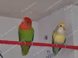 Parrot and small animal rescue