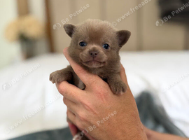 Tiny teddy bear  chihuahuas