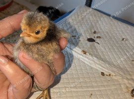 Polish lavender pekins and many others