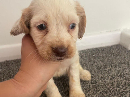 Beautiful Cocker spaniel puppies