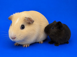 Bonded guinea pigs sows cream and Dalmatian/roan black