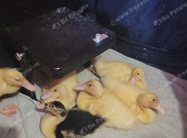 4 beautiful ducklings