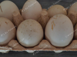 Muscovy Duck Eggs For hatching or Eating