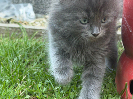 Lovely kittens ragdoll x
