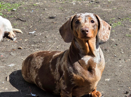 4 miniature dachshunds Boys