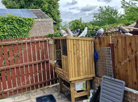 Looking for a a good hen