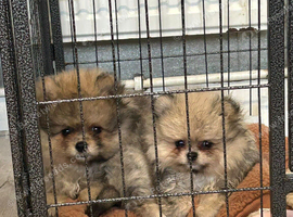 Tiny Pomeranians Puppies