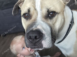 Mastiff X Boxer