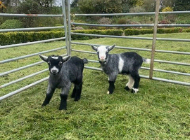 Twin Pygmy Goat Kids for Sale &pound;200 each
