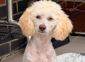Poodle