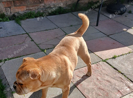Looking to rehome our 3 year old frenchie pei bambi