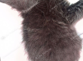 Two bonded kitten to be rehomed in barrow