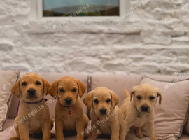 Gorgeous Labrador puppies 4 boys left