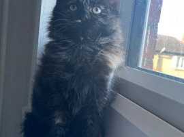 Black Ragdoll