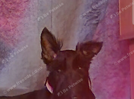 6 scottiah terrier puppies