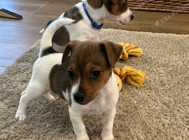 Traditional mini Jack Russell pups