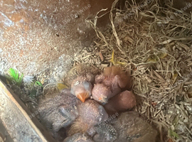 Lovebirds for handfeeding