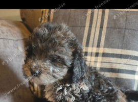 5 beautiful shihpoo babys looking for there forever homes ready to leave now