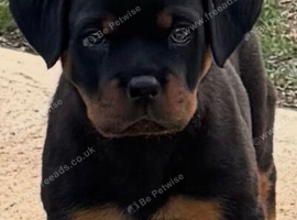 Puppie Rottweiler