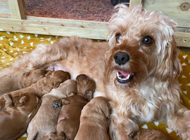 Cavacockapoo puppies for sale (2 left!)