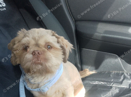 Beautiful male puppy