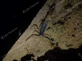 Desert hairy scorpion and set up