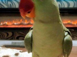 Alexandrine parrot