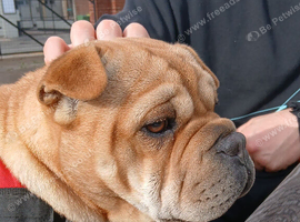 Sharpei cross french bulldog