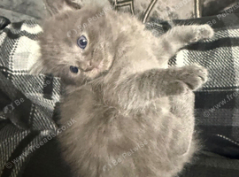 Exquisite Grey Ragdoll Kitten  6 Weeks Old | Blue-Eyed | Home-Raised